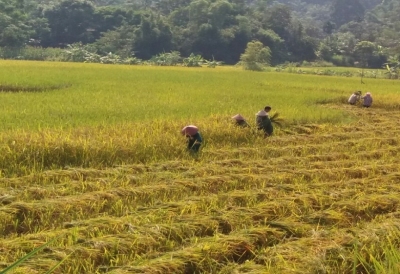 Lào Cai: Niềm vui mùa vàng bội thu