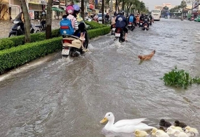 Hạ lưu sông Hậu: Triều cường lịch sử, vượt mức dự báo