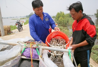 Mùa nước nổi đang...chìm, cá tôm ít chuột nhiều, ai cũng lo âu