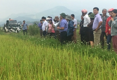 Điện Biên: Hiệu quả mô hình quản lý dịch hại tổng hợp và xử lý lúa lẫn