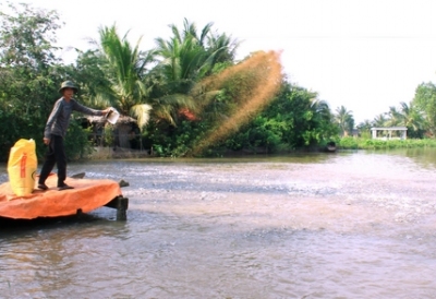 Vĩnh Long: Cá tra tuột giá, người nuôi gặp khó