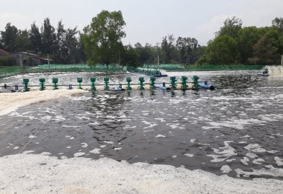 Nuôi tôm thẻ chân trắng thu lãi hàng trăm triệu đồng mỗi vụ