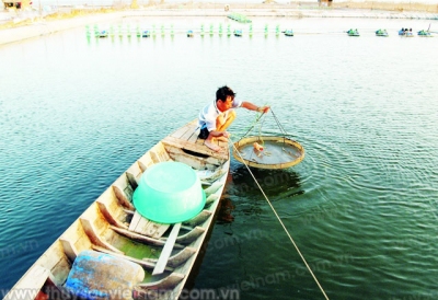 5 chiến lược hạn chế sử dụng kháng sinh nuôi tôm