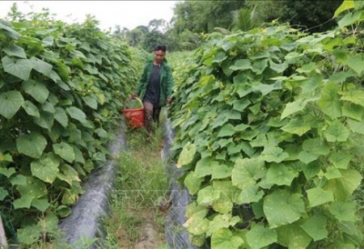 Trà Vinh khuyến khích nông dân đổi cây trồng để tránh khô hạn