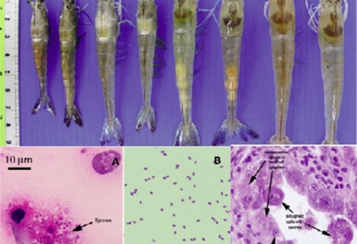 Góc chuyên gia: Phòng ngừa bệnh vi bào tử trùng (Microsporidian) gây bệnh EHP trên tôm