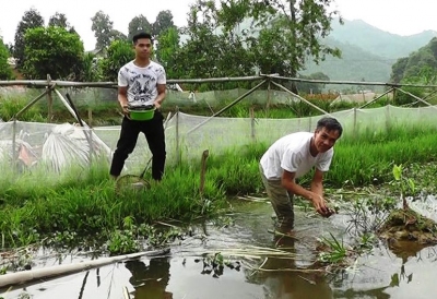 Yên Bái: Nuôi ốc nhồi thu lãi 50 triệu đồng/sào