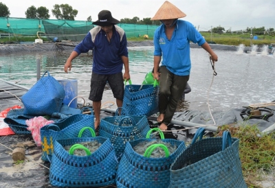 Cà Mau: Xuất khẩu tôm sang thị trường Trung Quốc tăng mạnh