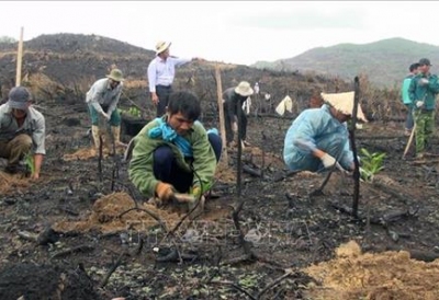 Phú Yên chủ động trồng mới để khắc phục diện tích rừng bị cháy