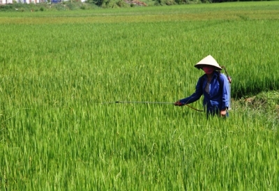 Tăng cường công tác quản lý, sử dụng thuốc diệt cỏ