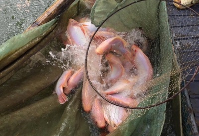 Lai Châu: Tổng kết mô hình nuôi cá điêu hồng trong lồng bè