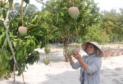 Tháo gỡ khó khăn xuất khẩu xoài Úc sang Trung Quốc