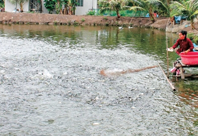 Giá cá tra giống tăng trở lại