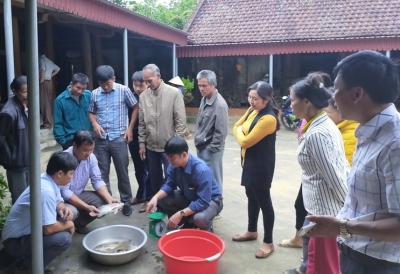 Thanh Hóa: Liên kết nuôi thâm canh cá rô phi gắn với thị trường tiêu thụ sản phẩm