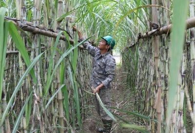 Mía Đông Sơn cho thu nhập cao