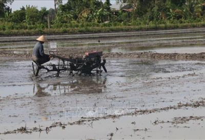 Tiền Giang xuống giống vụ Đông Xuân đồng loạt né hạn mặn