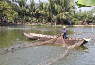 Cá tra giống rớt giá, người nuôi lỗ nặng