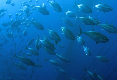 Báo cáo xác nhận 97% thủy sản đánh bắt của New Zealand từ các nguồn lợi thủy sản bền vững