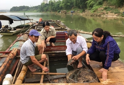 Phòng bệnh cho cá nuôi mùa nắng nóng và thời điểm giao mùa