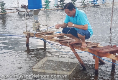 Lãi lớn từ nuôi tôm ao nổi bằng khung tre