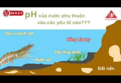 PH TRONG AO NUÔI TÔM - BIỆN PHÁP QUẢN LÝ HIỆU QUẢ