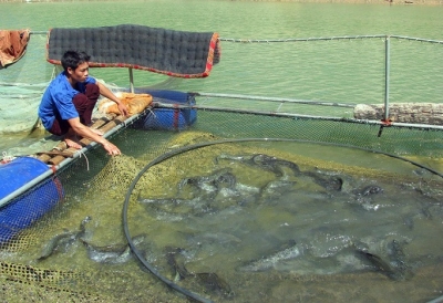 Sơn La: Lấy tỏi trị bệnh cho cá đặc sản, cá lớn nhanh, bán giá tốt