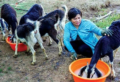 Nuôi dê vùng đất ngập mặn cho hiệu quả bất ngờ