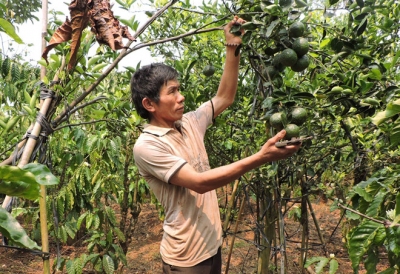 Bí quyết làm giàu: Thu lợi kép từ trồng cây ăn trái xen cà phê