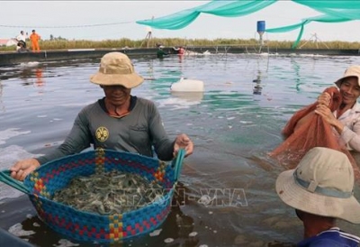 Kiên Giang: Làm bể lót bạt nuôi tôm thẻ dày đặc, dân trúng lớn