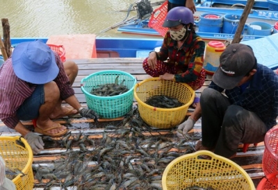 NUÔI TÔM KHÔNG KHÁNG SINH-NIỀM VUI THU TÔM ĐƯỢC GIÁ TỪ SẢN PHẨM SẠCH