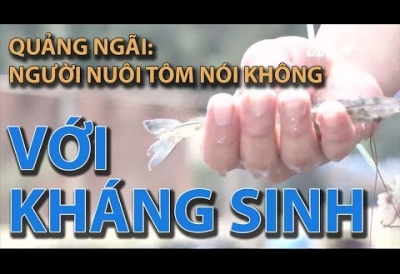 Quảng Ngãi:Người nuôi tôm nói không với kháng sinh