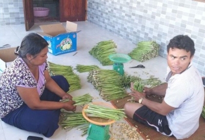 Cây tiền tỷ-măng tây xanh: Nuôi con đại học, xây nhà vài trăm triệu