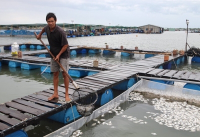 Cá chết hàng loạt trên sông Chà Và