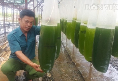 Chuyện lạ Thái Bình: Nuôi thứ nước xanh lè mà ‘rót‘ ra hàng tỷ đồng