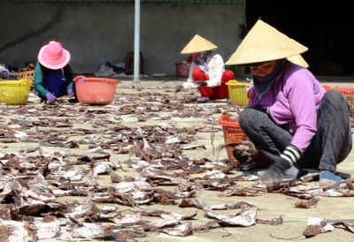 Gần 1.000 tấn mực khô ứ đọng do Trung Quốc ngừng mua đã được “giải phóng”