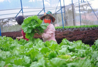Hà Nội: Tìm giải pháp tiêu thụ nông, lâm, thủy sản an toàn