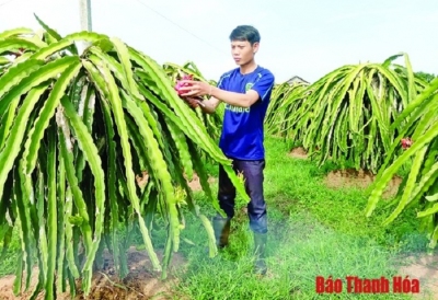 Kỹ sư công nghệ thông tin khởi nghiệp với cây thanh long