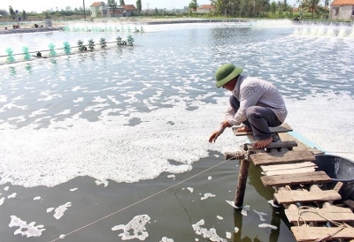 Nông dân Nghệ An dùng thảo dược phòng bệnh cho tôm