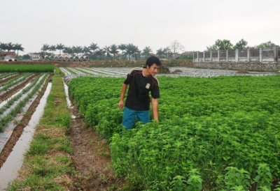 Chàng kỹ sư công nghệ sinh học làm giàu từ cây dược liệu