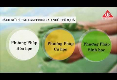 TẢO LAM VÀ BIỆN PHÁP XỬ LÝ TẢO LAM TRONG AO NUÔI TÔM, CÁ