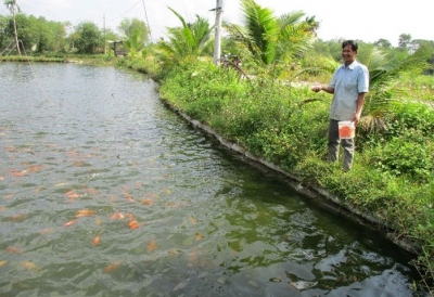 Đà Nẵng: Muốn giàu nuôi cá, muốn khá dân ở đây cũng nuôi cá