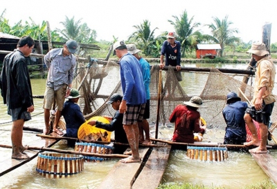 ĐBSCL: Giá cá tra nguyên liệu tăng nhẹ