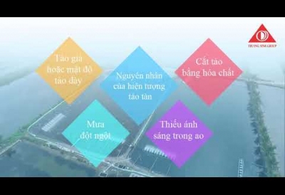 XỬ LÝ TẢO TÀN TRONG AO NUÔI TÔM HIỆU QUẢ