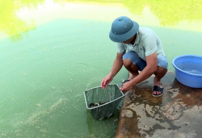 Thanh niên khởi nghiệp thành công từ nuôi cá giống