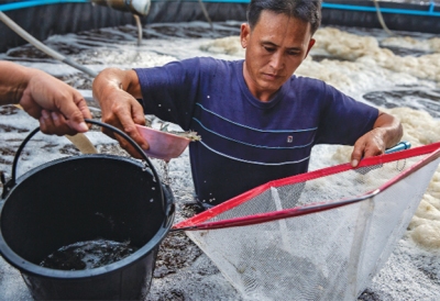 Thái Lan: Nuôi tôm ứng phó dịch đốm trắng