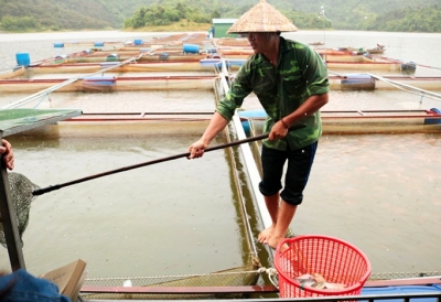 Cát Tiên: Cá lồng bè chết hàng loạt do nhiễm khuẩn đường ruột