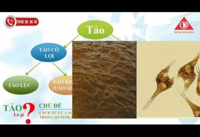 CÁCH XỬ LÝ TẢO ĐỘC TRONG AO NUÔI TÔM