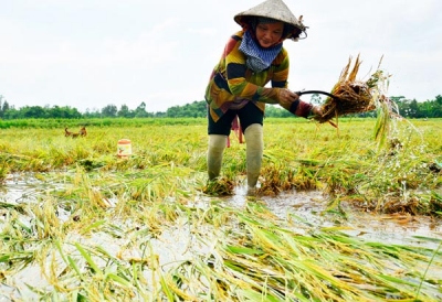 Mưa lớn, sâu bệnh gây hại cho sản xuất lúa ở Kiên Giang