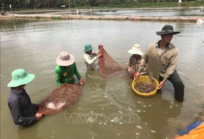 Giá tôm nguyên liệu tăng, người nuôi rục rịch thả nuôi mới