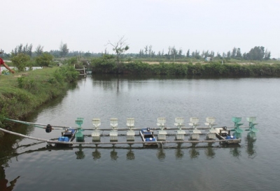 Tôm chết vì dịch, hàng trăm ao nuôi bỏ hoang