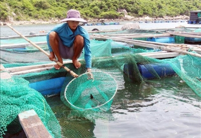 Cá nuôi lồng bè ở Ninh Thuận chết nhiều chưa rõ nguyên nhân